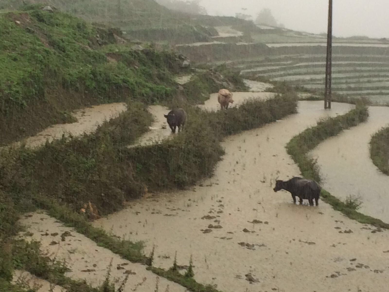Cycle Vietnam